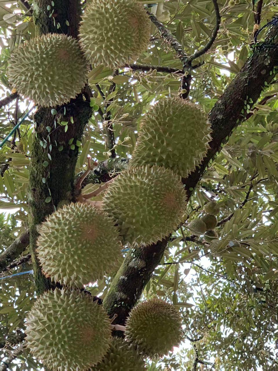 Fresh Malaysian Durian, the King of Fruits